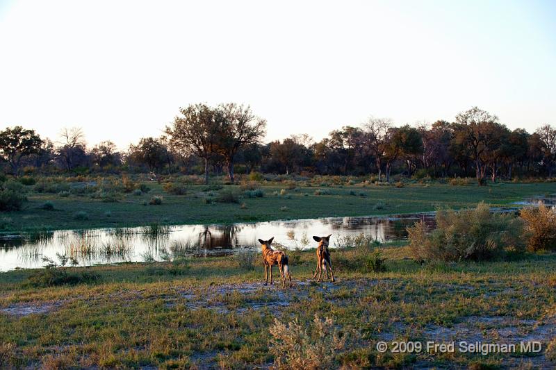 20090617_174222 D3 X1.jpg - The pack spent time going after a particular impala who kept running away.  The dogs became stymied every time they came to a patch of water which they were afraid to cross for fear of crocs.